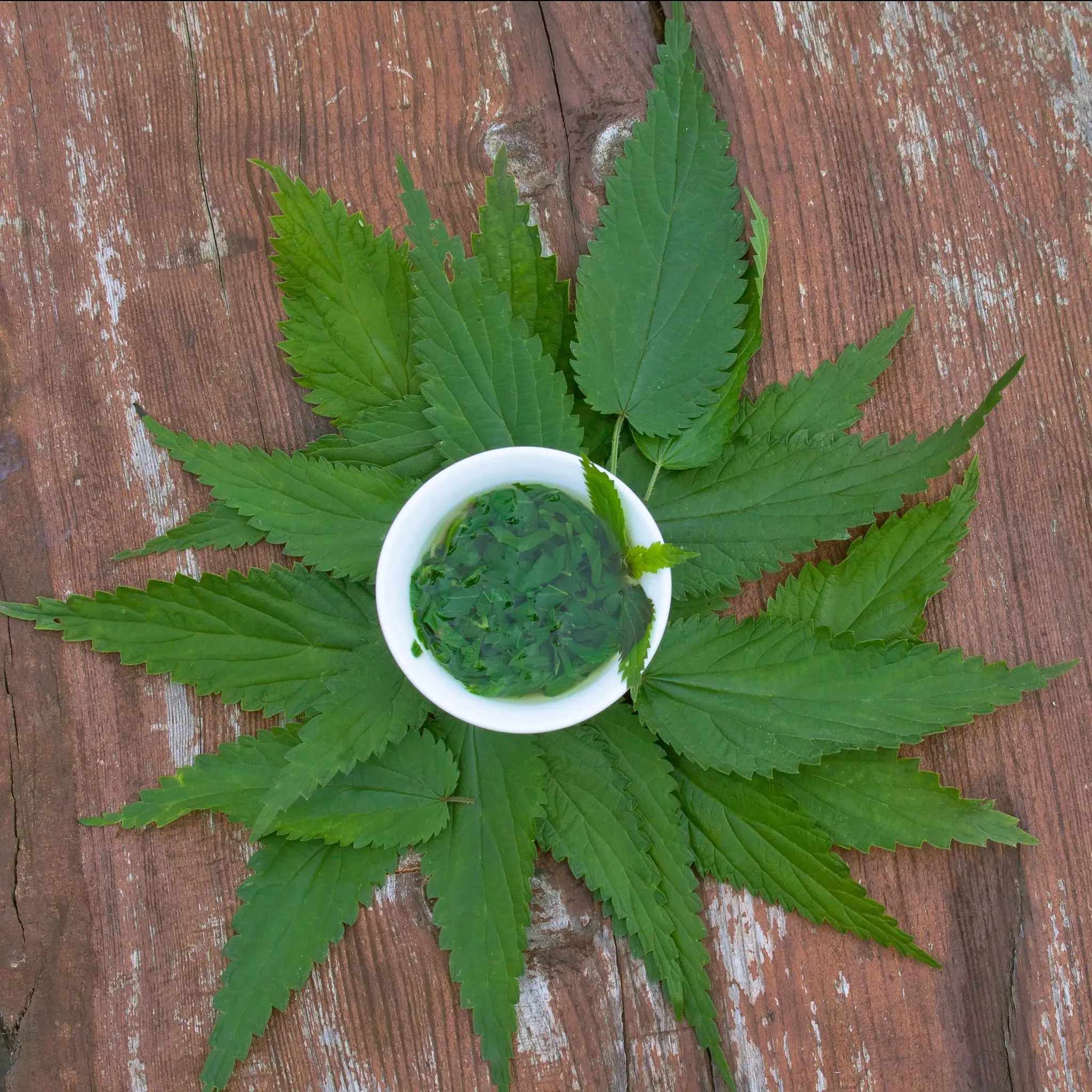 Nettle Leaf Extract